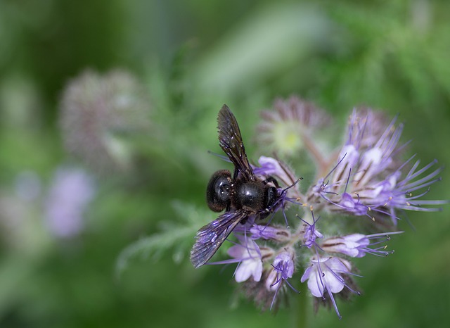 apidae 4242311 640