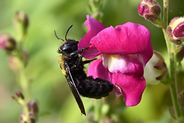 bee 9782084 640