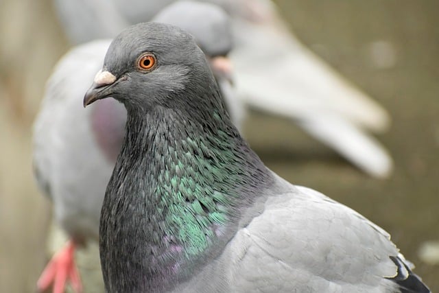 dove 9644613 640