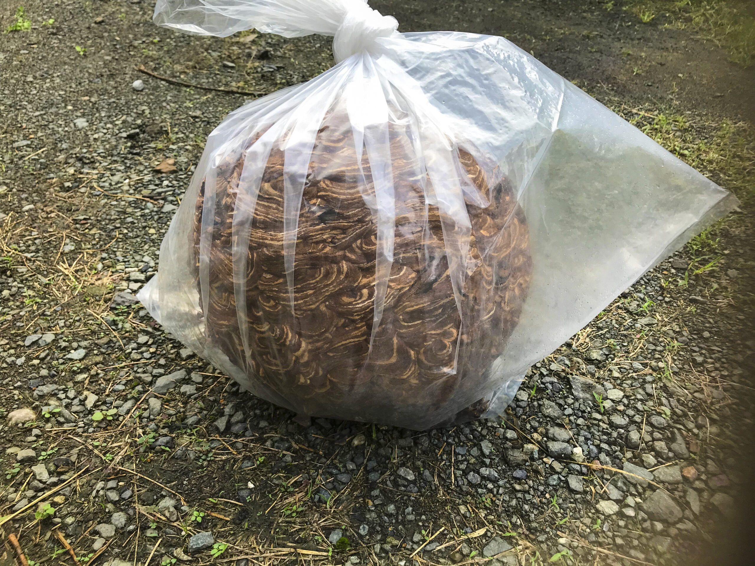 蜂の巣駆除 l